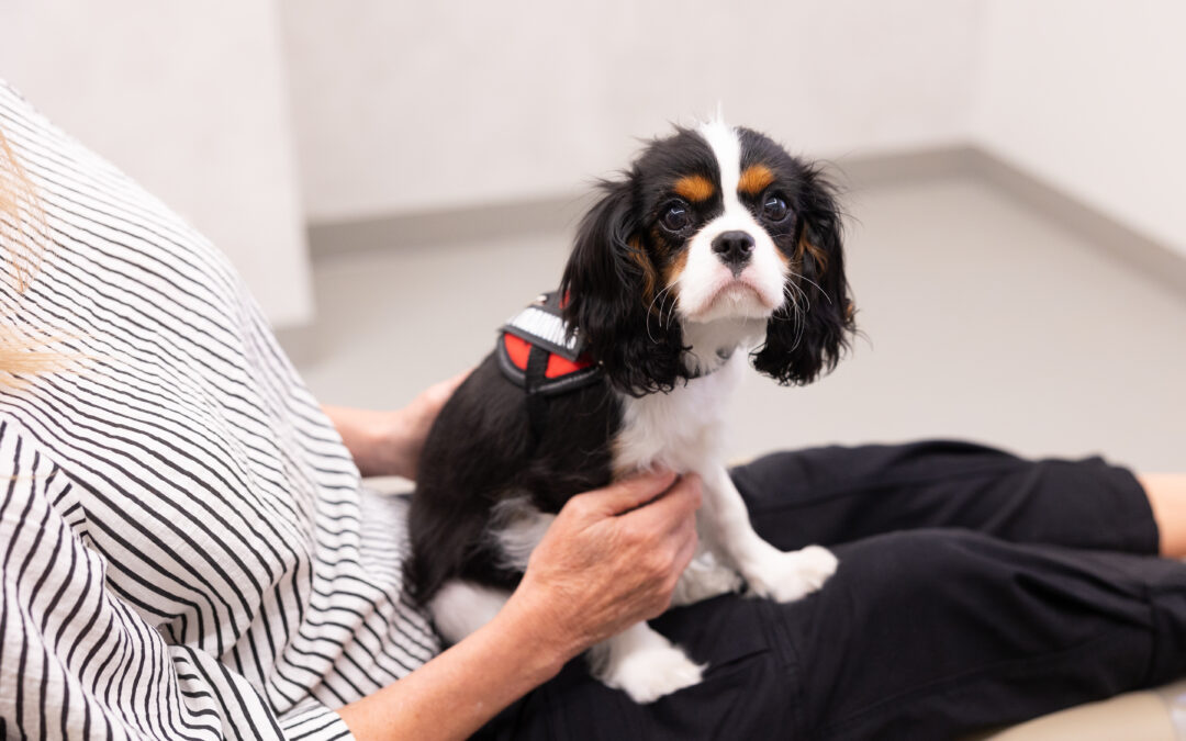 Meet Uno: DENTL’s Therapy Dog in East Melbourne