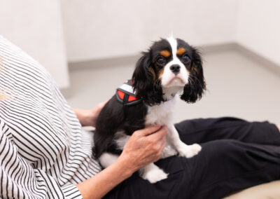 Meet Uno: DENTL’s Therapy Dog in East Melbourne