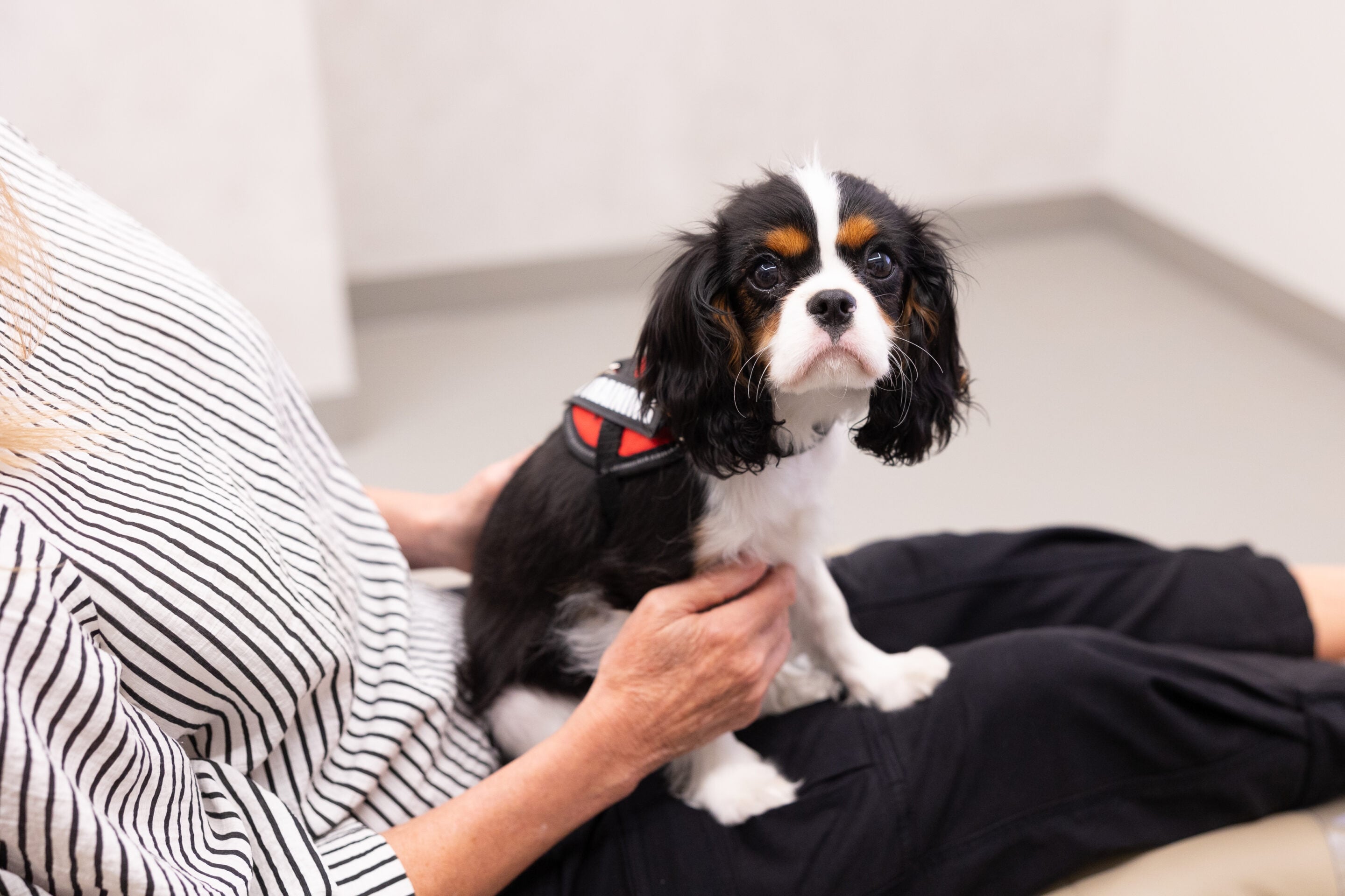 Therapy Dog Dental Clinic East Melbourne
